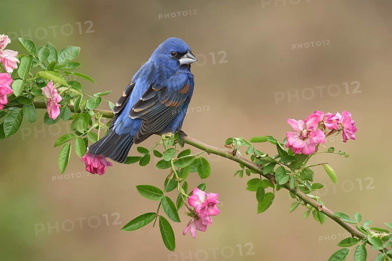 Blue Grosbeak (Passerina caerulea) male perched on a flowering branch, Texas, USA