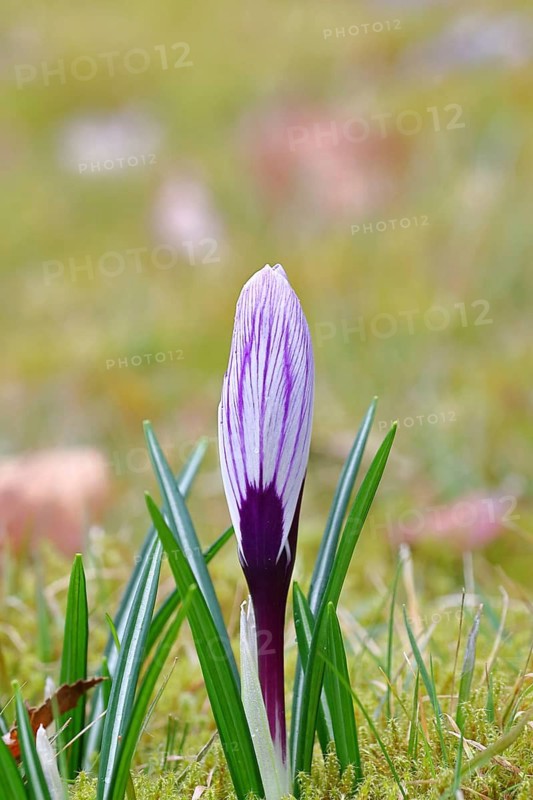 Blue and white crocus (Crocus neapolitanus), closed flower, close-up, inflorescence, early bloomer, spring, North Rhine-Westphalia, Germany