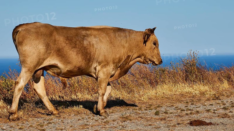 A single brown cow stands on a sunny cliff by the sea, farm animals, Mani Peninsula, Peloponnese, Greece