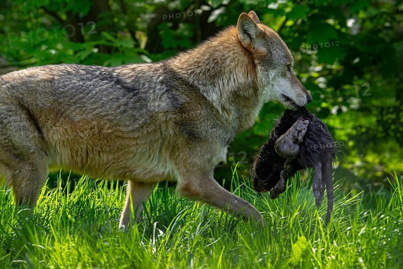 Eurasian wolf, European grey wolf (Canis lupus) with killed muskrat (Ondatra zibethicus) prey in its muzzle in meadow, grassland at edge of forest