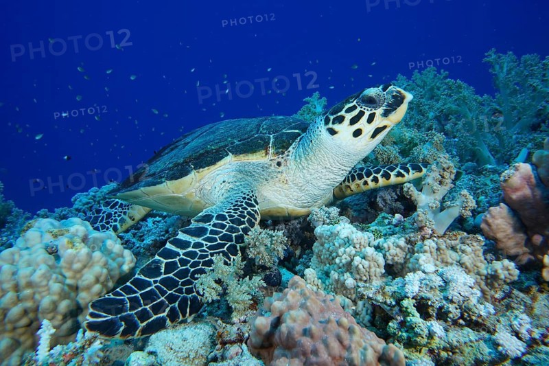 Hawksbill sea turtle (Eretmochelys imbricata)