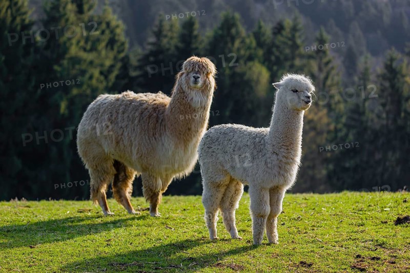 A white adult female Alpaca (Vicugna pacos) and a white young stand on a green meadow . A forest is in the distant background