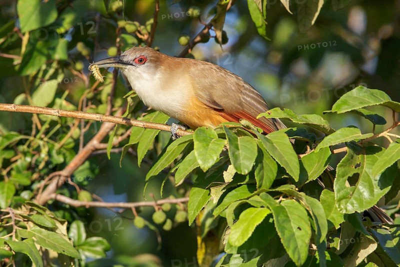 Great Lizard Cuckoo (Coccyzus merlini) perched on a branch in Cuba