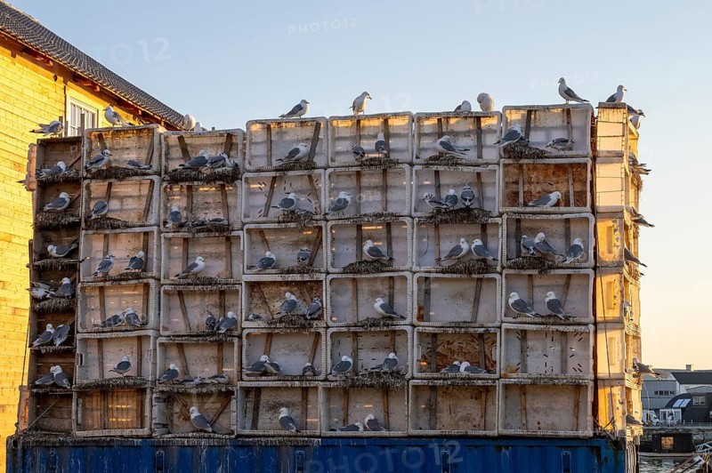 Kittiwakes (Rissa tridyctyla) nesting in an artificial nesting cliff made of old fish boxes in Vardö harbour, Vardø, Finnmark, Norway