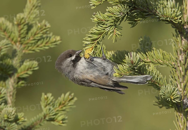 Boreal Chickadee (Poecile hudsonicus), Alaska, USA