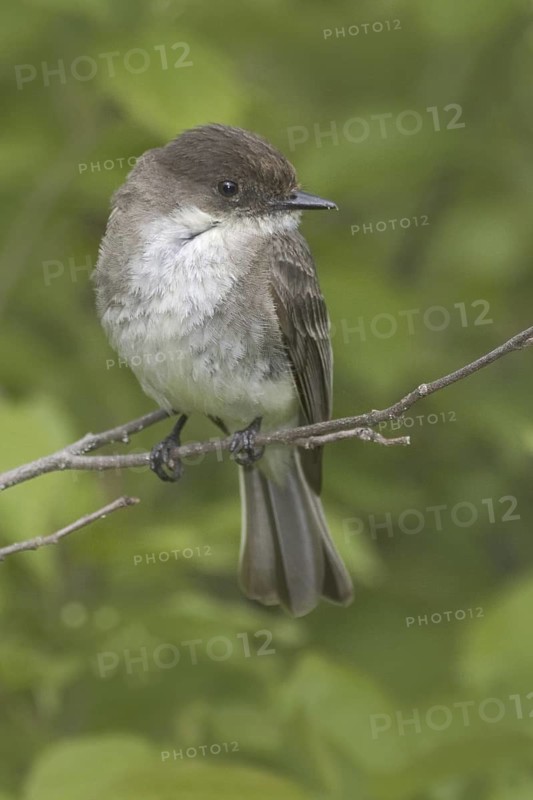 Eastern Phoebe (Sayornis phoebe), Maine, USA