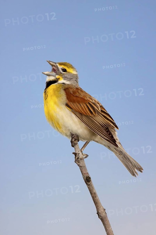 Dickcissel Spiza americana Prairie State Park, Missouri, United States 1 May Adult Male Cardinalidae