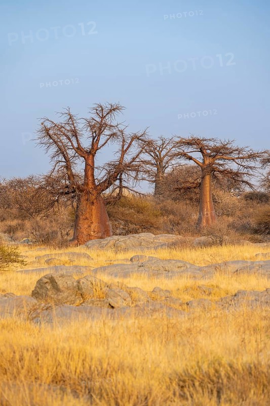 African baobab or baobab tree (Adansonia digitata), several trees at sunrise, Kubu Island (Lekubu), Sowa Pan, Makgadikgadi salt pans, Botswana