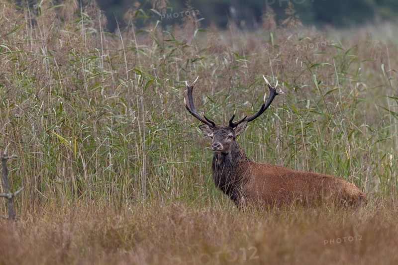 Red deer (Cervus elaphus) leaving a reed thicket in the late morning, rutting season, marshland, Germany