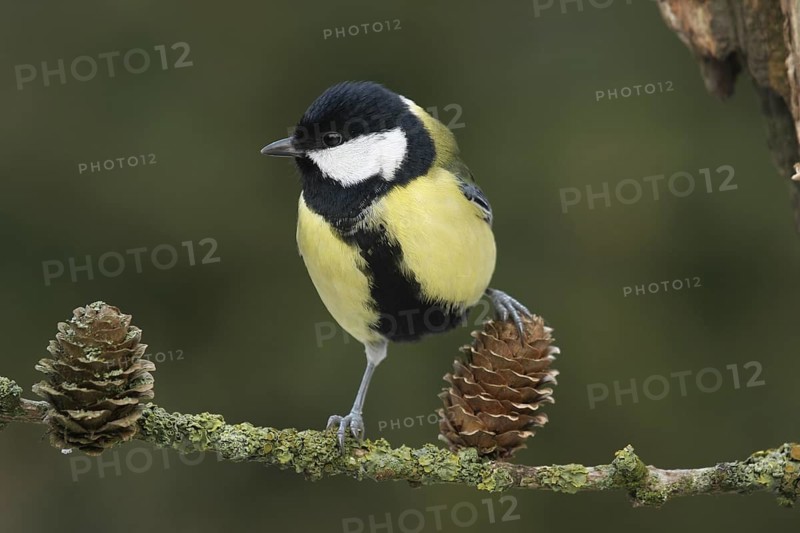 Great Tit (Parus major), Lower Saxony, Germany