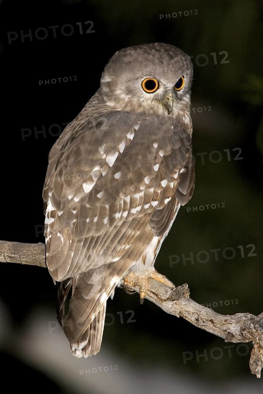 Barking Owl (Ninox connivens), Kimberley, Western Australia, Australia