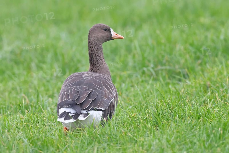 White-fronted goose (Anser albifrons), standing in a meadow in the wintering area, wildlife, Bislicher Insel nature reserve, Xanten, Lower Rhine, North Rhine-Westphalia, Germany