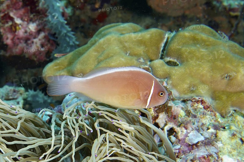 Pink-coloured clownfish, collar anemonefish (Amphiprion perideraion), swimming near an anemone in a coral reef, dive site Coral Garden, Menjangan, Bali, Indonesia