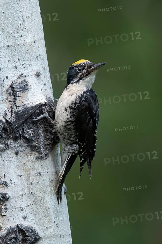 American Three-toed Woodpecker (Picoides dorsalis) male, British Columbia, Canada, Canada