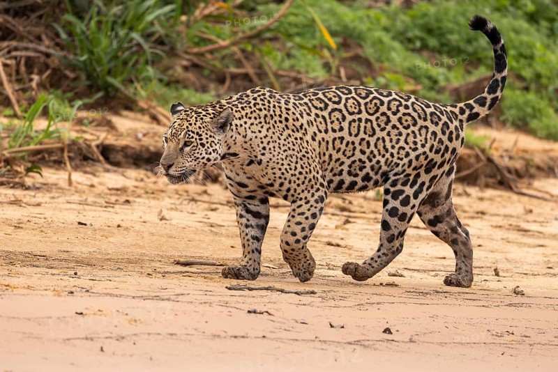 Jaguar (Panthera onca) running across a sandy beach, Pantanal, Brazil
