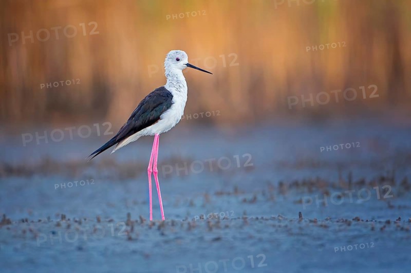 Black-winged Stilt (Himantopus himantopus) foraging, Lake Neusiedl, Austria