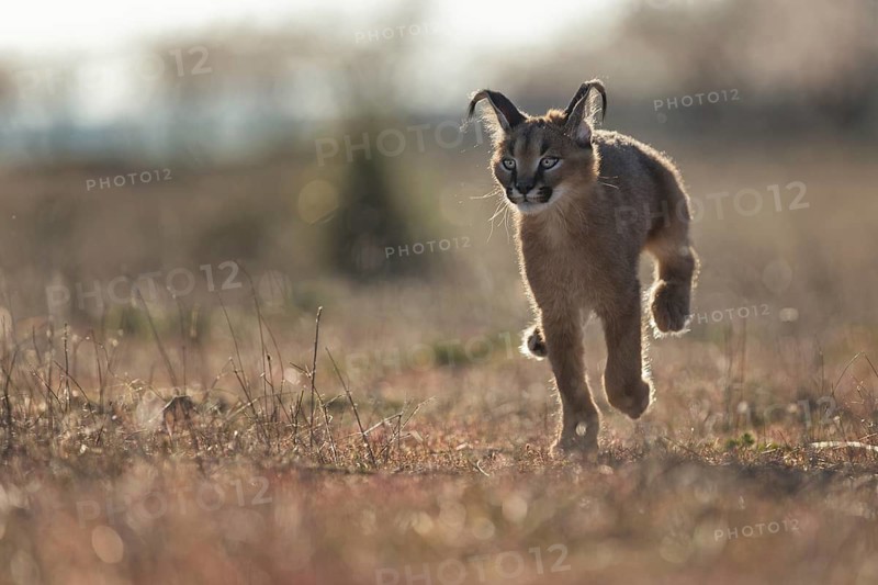 Caracal (Caracal caracal) cub running in backlight, Castile-La Mancha, Spain