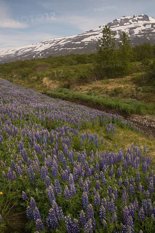 Nootka lupine, Lupinus nootkatensis, covering large areas in iceland to stop erosion. Hallormsstadhur, Austurland, Iceland