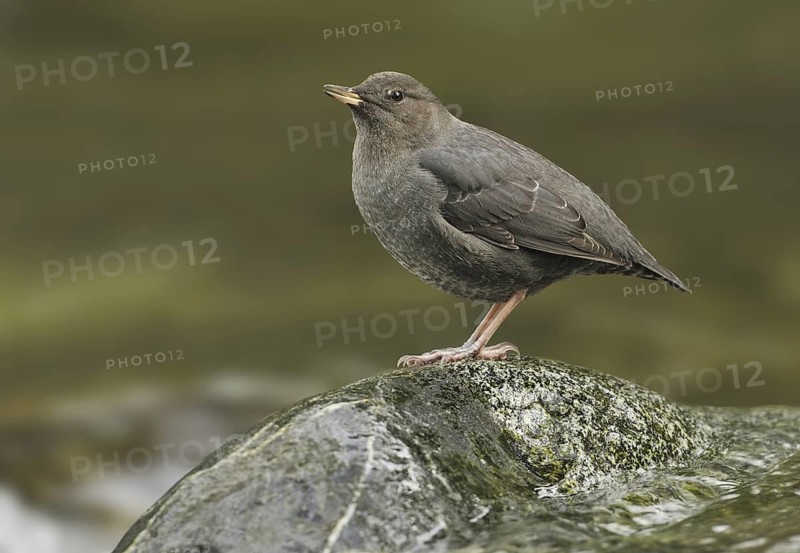 American Dipper (Cinclus mexicanus), British Columbia, Canada