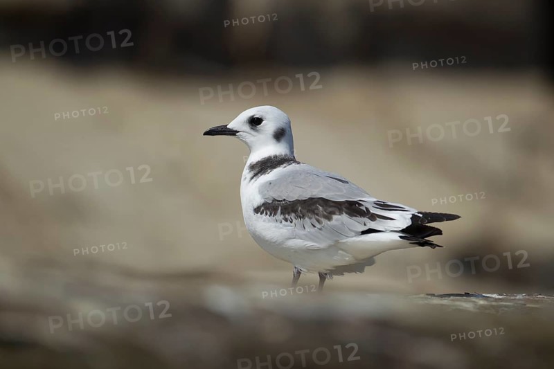 Black legged kittiwake (Rissa tridactyla) juvenile bird on a rock, England, United Kingdom