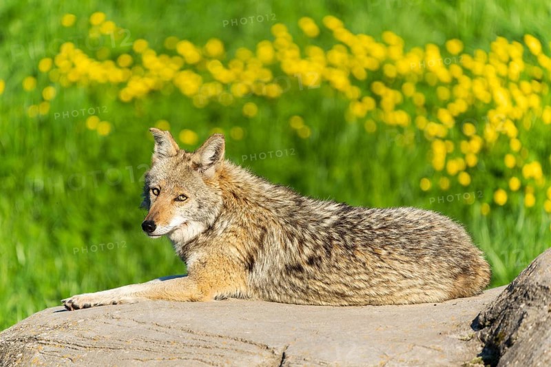 A coyote lies on a rock while yellow flowers bloom in the background, Coyote, coyote (Canis latrans), France