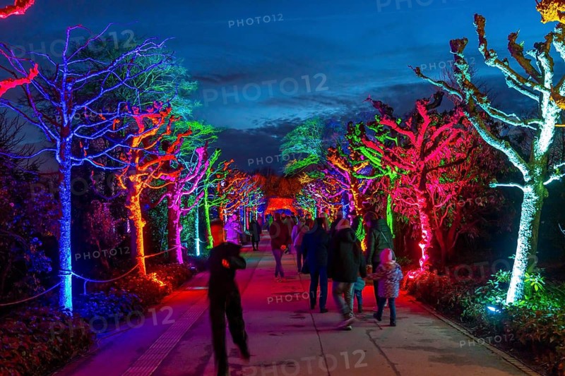 Parkleuchten, event in winter, in the Grugapark in Essen, many different light installations, across the park, attract many thousands of visitors, North Rhine-Westphalia, Germany