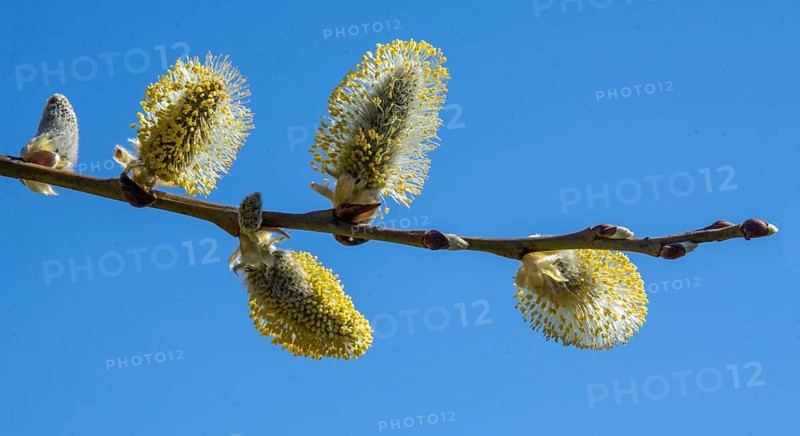 Hanging pussy willow (Salix caprea 'Kilmarnock') twig at blue sky in spring in Ystad, Skåne County, Sweden, Scandinavia