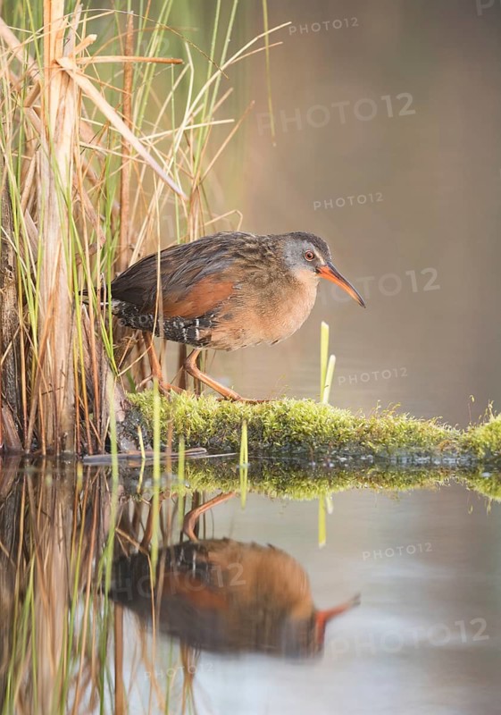 Virginia Rail (Rallus limicola), British Columbia, Canada