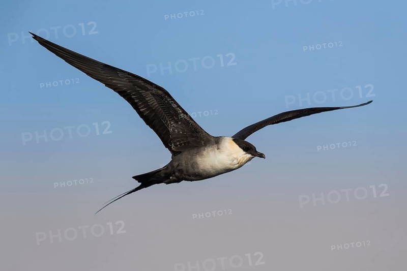 Long-tailed Jaeger (Stercorarius longicaudus) flying, Eilat, Israel