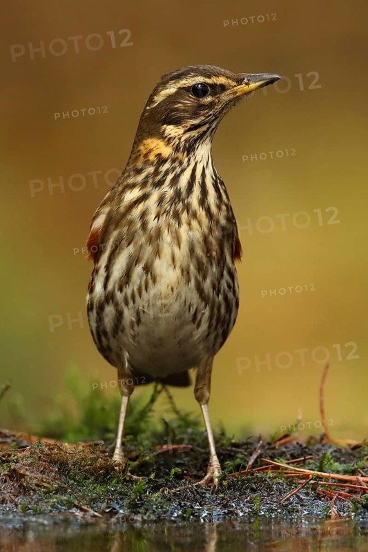 Redwing (Turdus iliacus), Utrecht, Netherlands