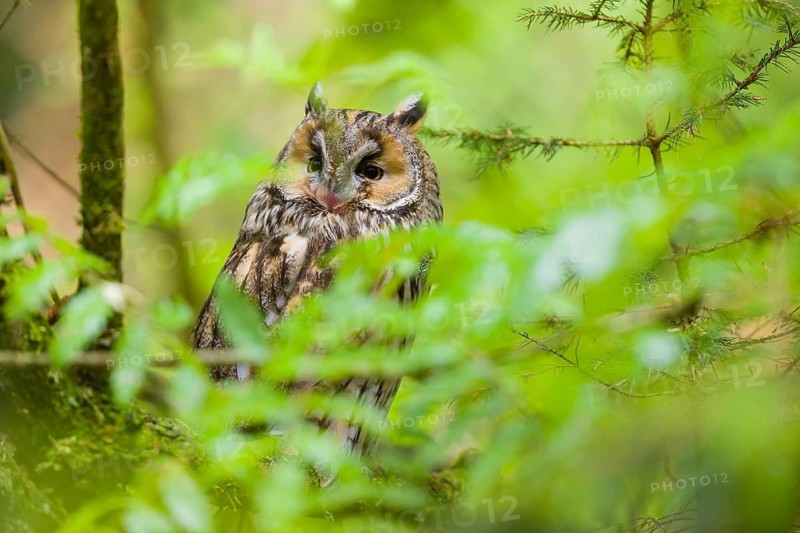 One long-eared owl (Asio otus), sitting on a branch of a tree, between green leaves