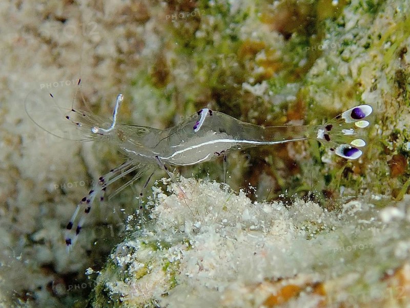 Red Sea partner shrimp (Periclimenes longicarpus)