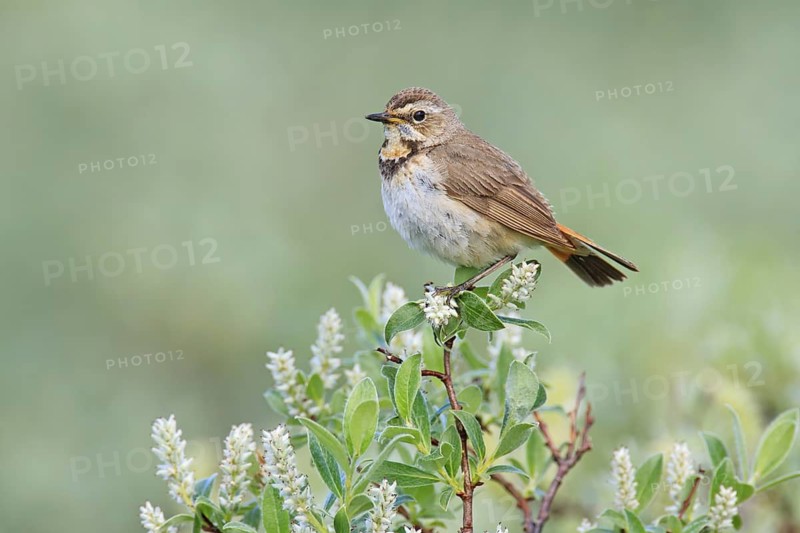 Bluethroat (Luscinia svecica svecica) female, Sweden