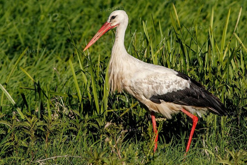 White Stork (Ciconia ciconia), on field, Galicia, Spain