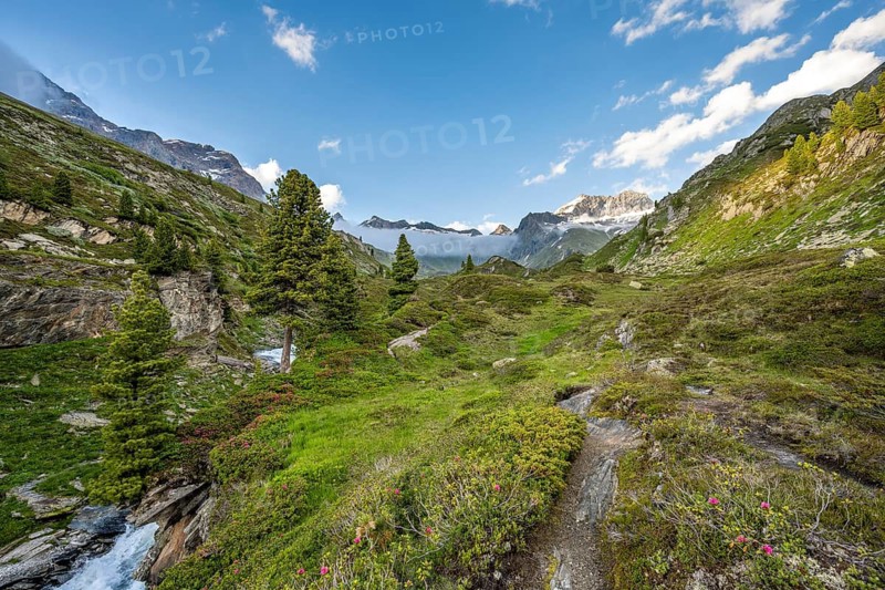 Mountain landscape with alpine roses and mountain stream Zemmbach, mountain peak Kleiner Mörcher in the background, Berliner Höhenweg, Zillertal Alps, Tyrol, Austria