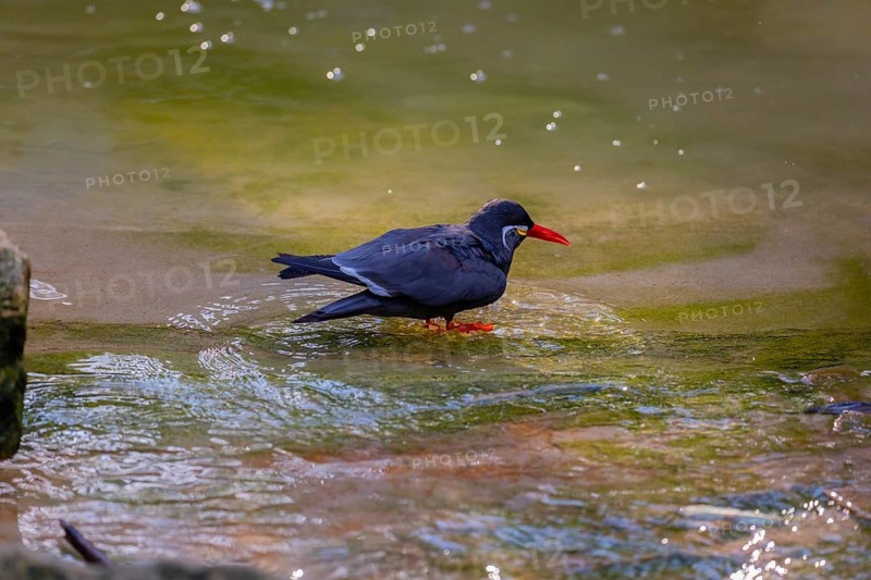 One Inca tern (Larosterna inca) taking a bath in the water