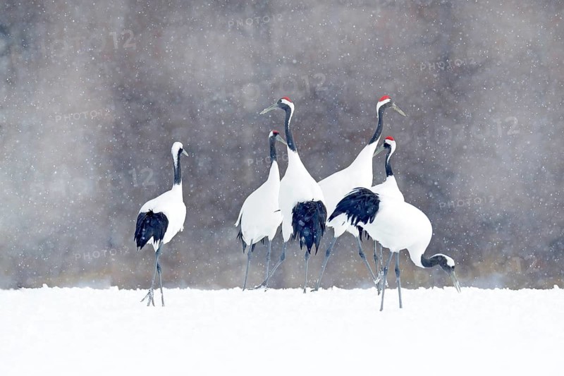 Flock of cranes with snow flakes, Japan Winter. Dancing pair of Red-crowned crane with open wing in flight, with snow storm, Hokkaido, Japan. Bird in fly, winter scene with snow. Snow dance in nature