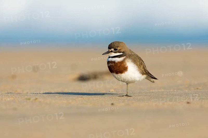 Double-banded Plover (Charadrius bicinctus) on beach, Victoria, Australia