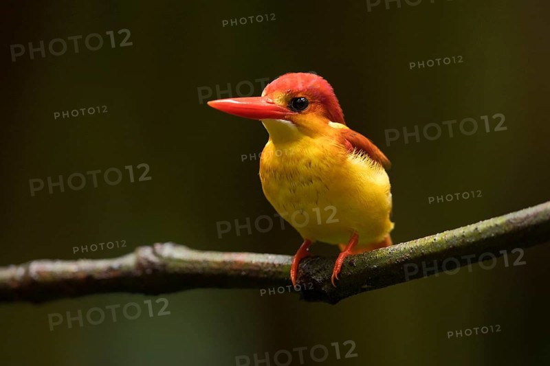 Oriental Dwarf Kingfisher (Ceyx erithaca) perched on a branch, Selangor, Malaysia