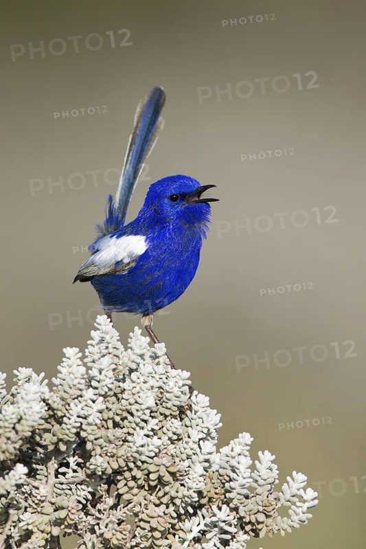 White-winged Fairywren (Malurus leucopterus) male singing, Australia