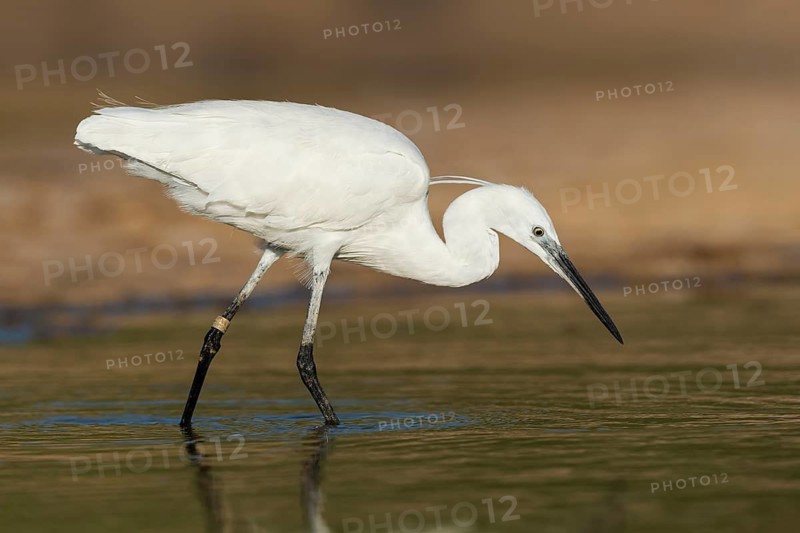 Little Egret (Egretta garzetta) foraging, Eilat, Israel