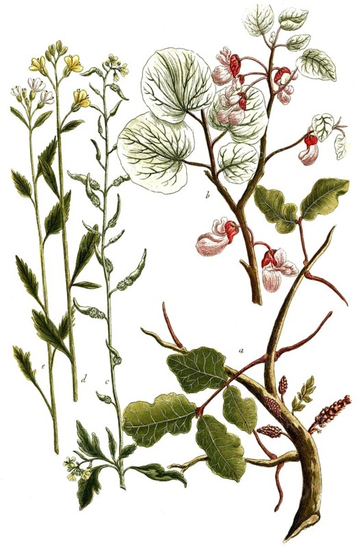 Botany, plants, a. siliqua dulcis ceratia, carob, b. siliqua rotundifolia, s. sinapi moutarde, d. sinapi hispanicumparvum flore albo, e. sinapi indicum