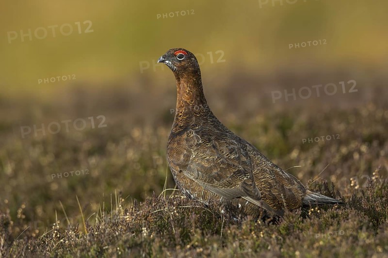 Red Grouse (Lagopus lagopus scotica), Yorkshire, United Kingdom