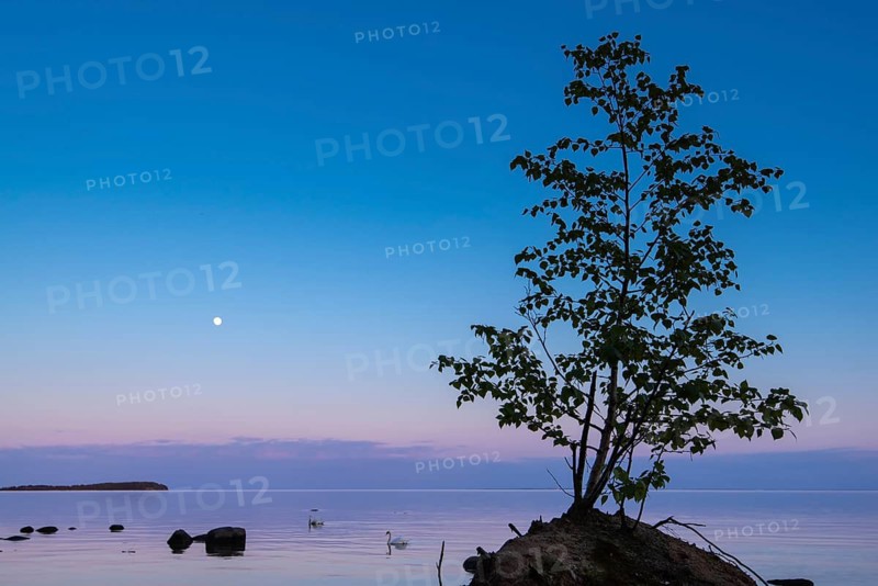 Moonrise on the lagoon on Rügen, Rügen, Glowitz, Mecklenburg-Western Pomerania, Germany