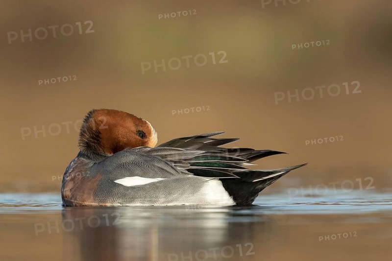 Smient poetst veren, Eurasian Wigeon cleaning feathers