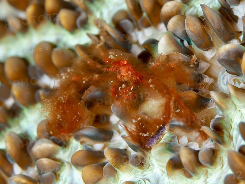 An orang-utan crab (Achaeus japonicus) with long hairs on a coral, dive site Gondol East, Penyapangan, Bali, Indonesia