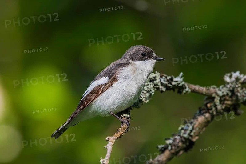 Trauerschnäpper (Ficedula hypoleuca) Pied Flycatcher