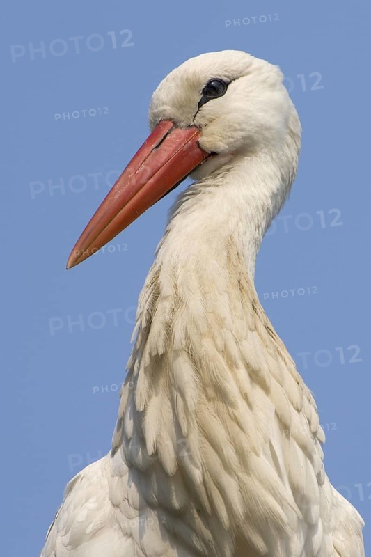 White Stork (Ciconia ciconia), North Rhine-Westphalia, Germany