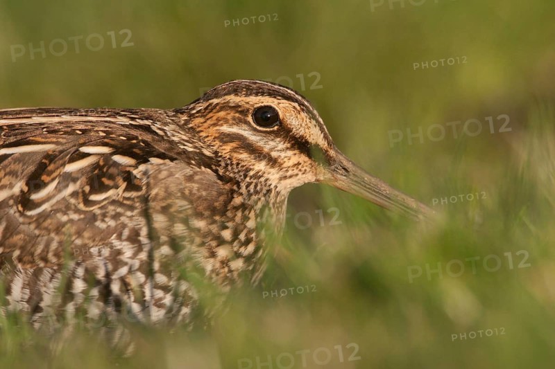 Wilson's Snipe (Gallinago delicata), Washington, USA