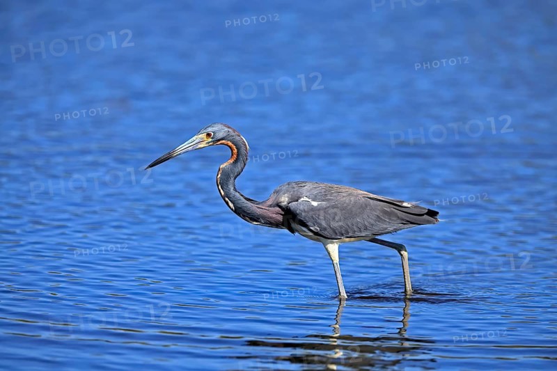Tricoloured Heron (Egretta tricolor), adult, in the water, foraging, Merritt Island, Black Point Wildlife Drive, Florida, USA
